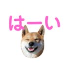 ソラマメタロウ40（個別スタンプ：3）
