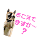 ソラマメタロウ40（個別スタンプ：5）