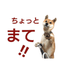 ソラマメタロウ40（個別スタンプ：7）