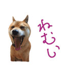ソラマメタロウ40（個別スタンプ：17）