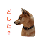 ソラマメタロウ40（個別スタンプ：28）