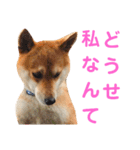 ソラマメタロウ40（個別スタンプ：33）