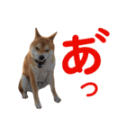 ソラマメタロウ40（個別スタンプ：34）