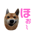 ソラマメタロウ40（個別スタンプ：36）