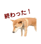 ソラマメタロウ40（個別スタンプ：39）