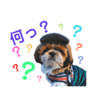 Fun everyday Shih Tzu dog 2（個別スタンプ：3）