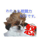 Fun everyday Shih Tzu dog 2（個別スタンプ：4）