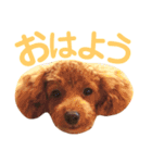 パディ（個別スタンプ：1）