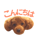 パディ（個別スタンプ：2）