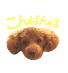パディ（個別スタンプ：3）