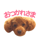 パディ（個別スタンプ：4）