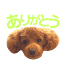 パディ（個別スタンプ：5）