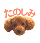 パディ（個別スタンプ：6）