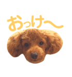 パディ（個別スタンプ：7）