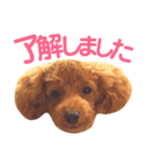 パディ（個別スタンプ：8）