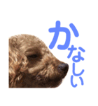 パディ（個別スタンプ：9）