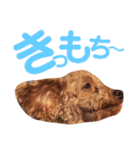 パディ（個別スタンプ：11）