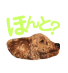 パディ（個別スタンプ：12）