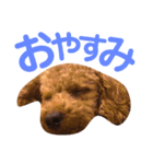 パディ（個別スタンプ：13）