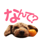 パディ（個別スタンプ：15）