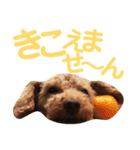 パディ（個別スタンプ：16）