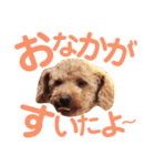 パディ（個別スタンプ：17）