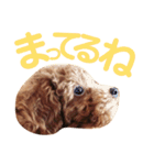 パディ（個別スタンプ：23）