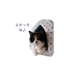 しゅしゅりん♪（個別スタンプ：7）