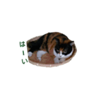 しゅしゅりん♪（個別スタンプ：15）