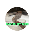 へび部通信（個別スタンプ：12）