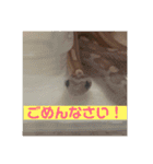 へび部通信（個別スタンプ：13）