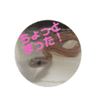 へび部通信（個別スタンプ：14）