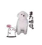 こぶた(キュート)（個別スタンプ：5）