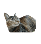 我が家の猫様①（個別スタンプ：2）