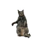我が家の猫様①（個別スタンプ：9）