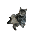 我が家の猫様①（個別スタンプ：10）