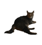 我が家の猫様①（個別スタンプ：11）
