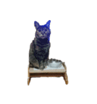 我が家の猫様①（個別スタンプ：12）