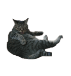 我が家の猫様①（個別スタンプ：14）