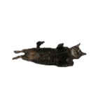 我が家の猫様①（個別スタンプ：15）