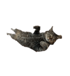 我が家の猫様①（個別スタンプ：18）
