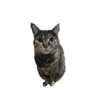 我が家の猫様①（個別スタンプ：22）
