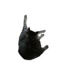 我が家の猫様①（個別スタンプ：26）