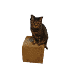 我が家の猫様①（個別スタンプ：27）