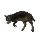 我が家の猫様①（個別スタンプ：28）