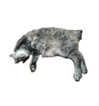 我が家の猫様①（個別スタンプ：29）