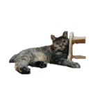 我が家の猫様①（個別スタンプ：32）