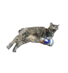 我が家の猫様①（個別スタンプ：33）