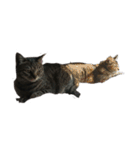 我が家の猫様①（個別スタンプ：34）