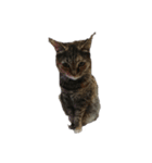 我が家の猫様①（個別スタンプ：35）